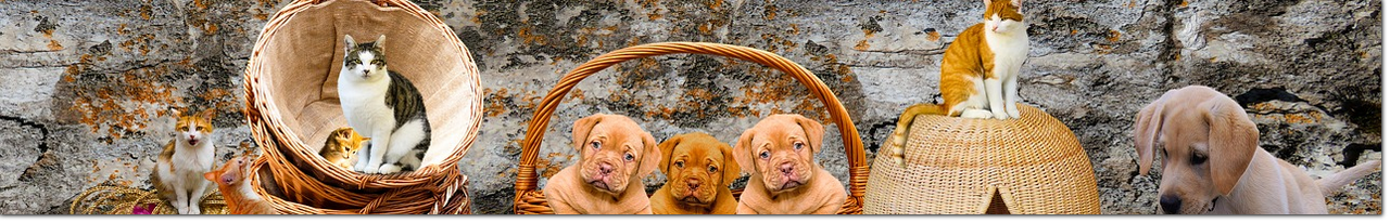 Tiere Tiere
